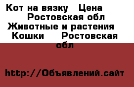 Кот на вязку › Цена ­ 500 - Ростовская обл. Животные и растения » Кошки   . Ростовская обл.